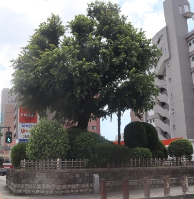 �u���ꗢ�˂̎ʐ^