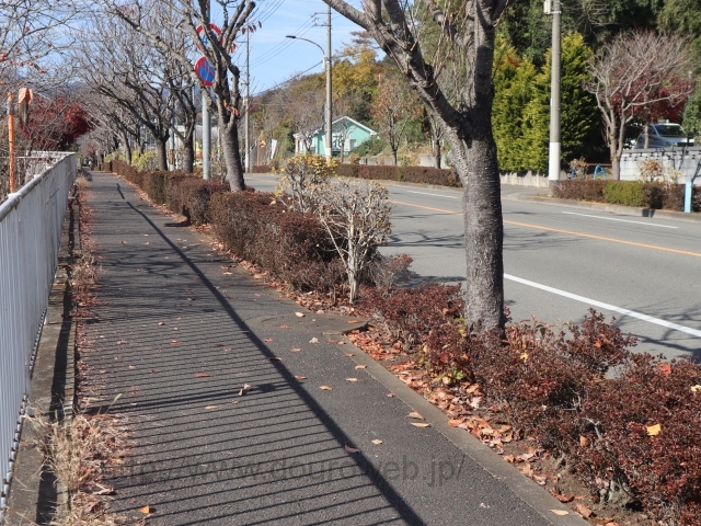 ���Ɓi�����䋴�j�̎ʐ^