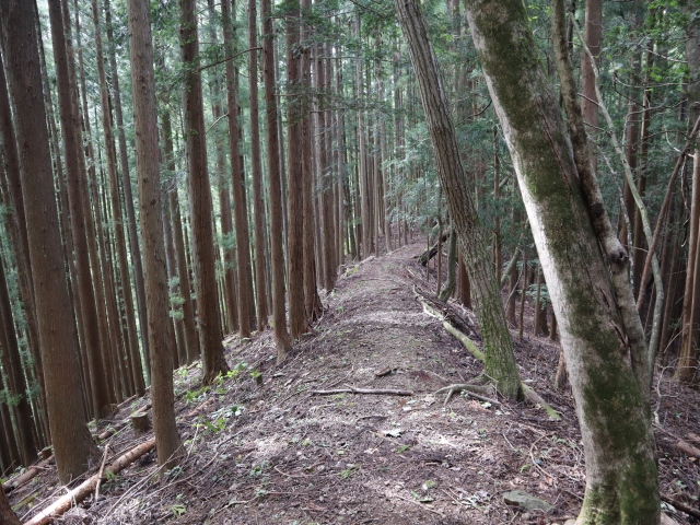 山のふるさと村〜〜檜原都民の森の写真