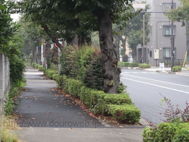 ���Ɓi��t���j�̎ʐ^